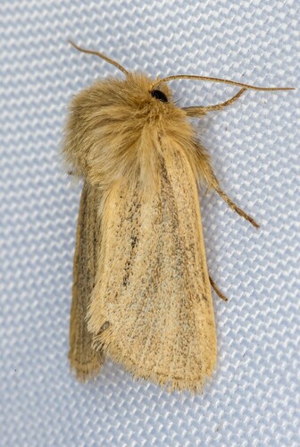 iNaturalist observation photo of Tufted Sedge Moth