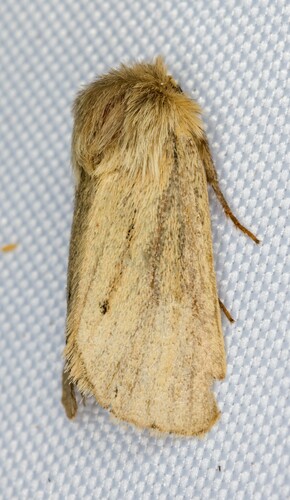 iNaturalist observation photo of Tufted Sedge Moth