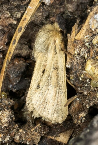 iNaturalist observation photo of Tufted Sedge Moth