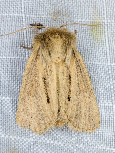 iNaturalist observation photo of Tufted Sedge Moth