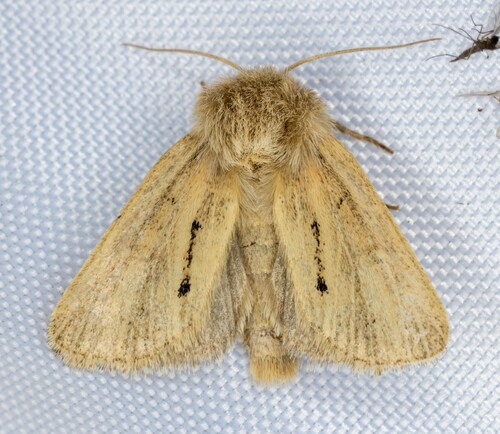 iNaturalist observation photo of Tufted Sedge Moth