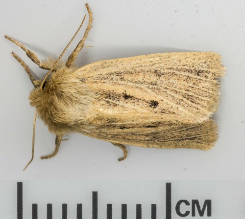 iNaturalist observation photo of Tufted Sedge Moth