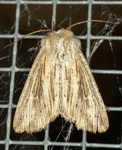 iNaturalist observation photo of Dia Wainscot