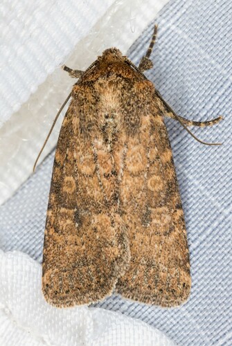 iNaturalist observation photo of Alder Quaker