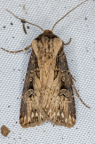 iNaturalist observation photo of Agrotis antica