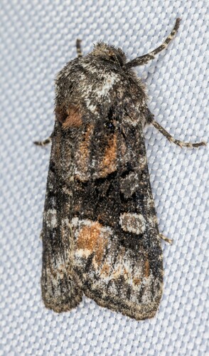 iNaturalist observation photo of Red-spot Polia Moth