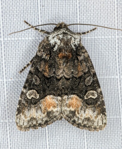 iNaturalist observation photo of Red-spot Polia Moth