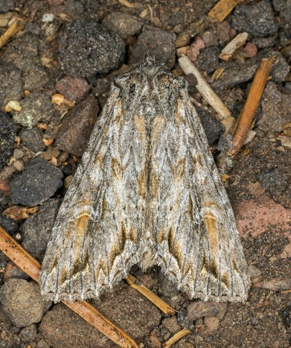 iNaturalist observation photo of Polia nugatis