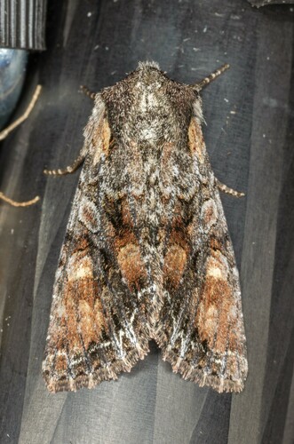iNaturalist observation photo of Nevada Arches Moth