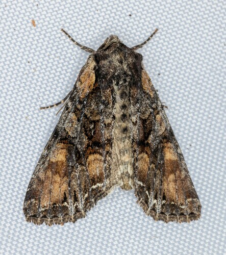 iNaturalist observation photo of Nevada Arches Moth