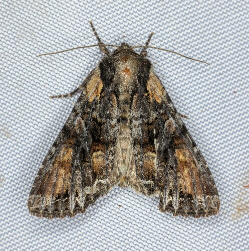 iNaturalist observation photo of Nevada Arches Moth
