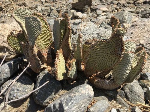iNaturalist observation photo of beavertail cactus