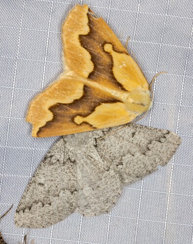 iNaturalist observation photo of Packard's Girdle