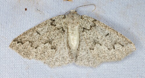 iNaturalist observation photo of Packard's Girdle