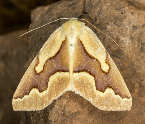 iNaturalist observation photo of Golden Girdle