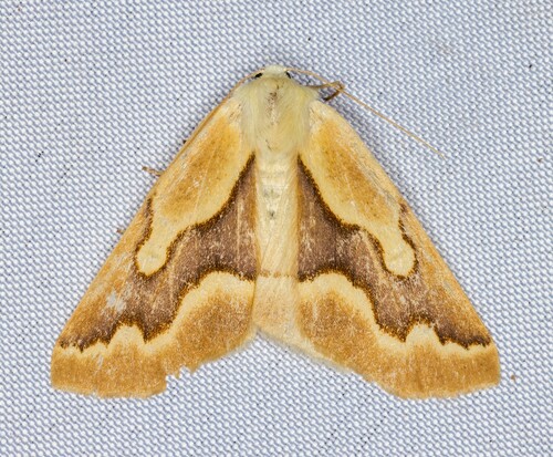 iNaturalist observation photo of Golden Girdle