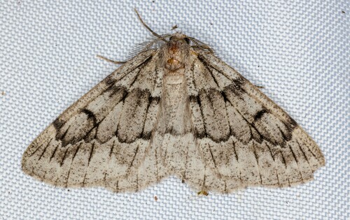 iNaturalist observation photo of Hoary Conifer Looper