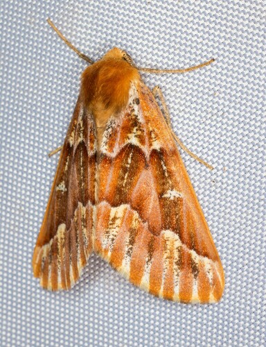 iNaturalist observation photo of Western Conifer Looper