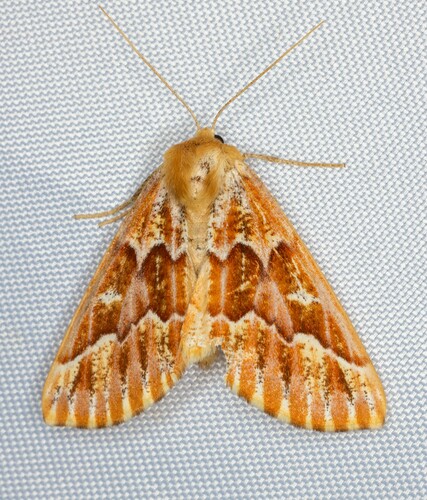 iNaturalist observation photo of Western Conifer Looper