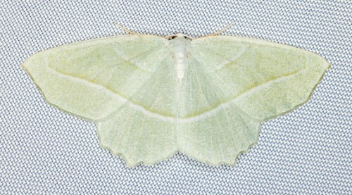 iNaturalist observation photo of Pale Beauty
