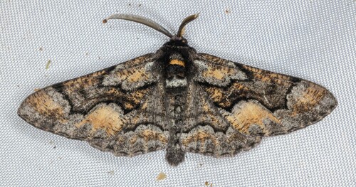 iNaturalist observation photo of Phaeoura mexicanaria