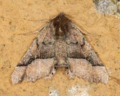 iNaturalist observation photo of Pero Moths