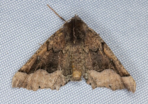iNaturalist observation photo of Pero Moths