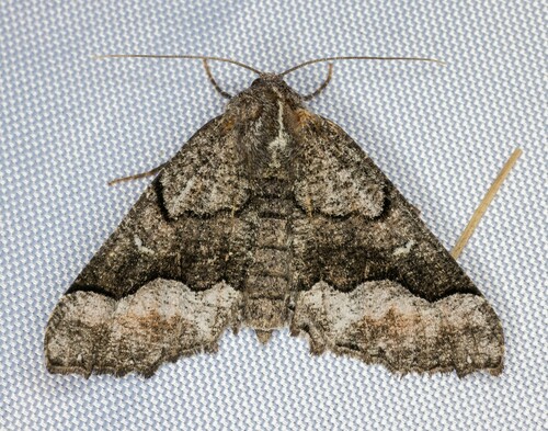 iNaturalist observation photo of Pero Moths
