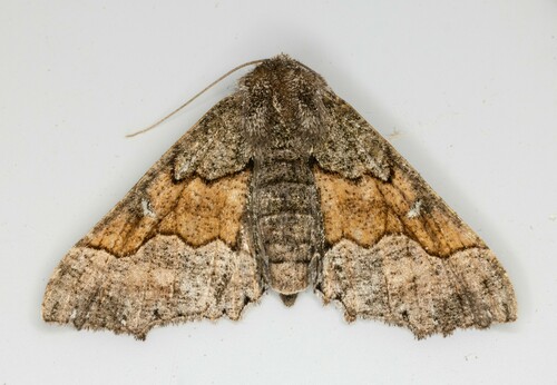 iNaturalist observation photo of Pero Moths