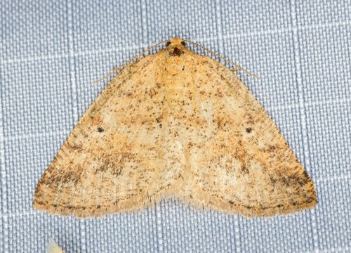 iNaturalist observation photo of Drepanulatrix