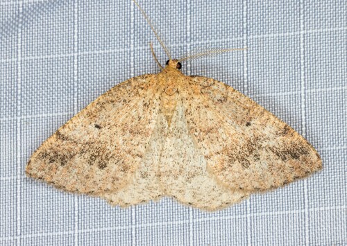 iNaturalist observation photo of Drepanulatrix