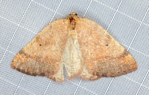 iNaturalist observation photo of Drepanulatrix nevadaria