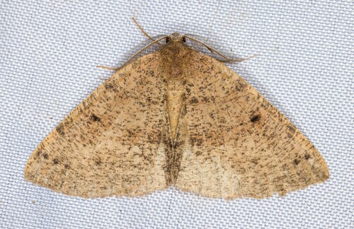 iNaturalist observation photo of Drepanulatrix hulstii