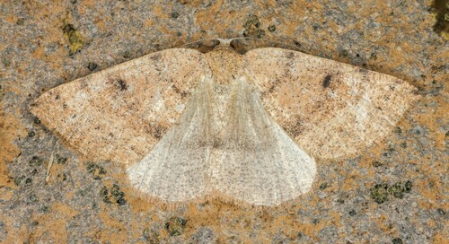 iNaturalist observation photo of Drepanulatrix hulstii