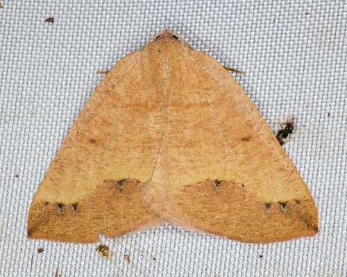 iNaturalist observation photo of Spurred Wave Moth