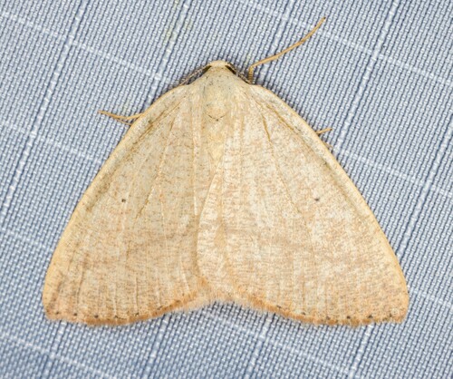 iNaturalist observation photo of Eudrepanulatrix rectifascia