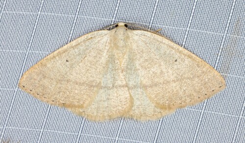 iNaturalist observation photo of Eudrepanulatrix rectifascia