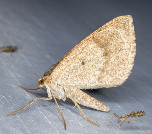 iNaturalist observation photo of Bordered Fawn Moth