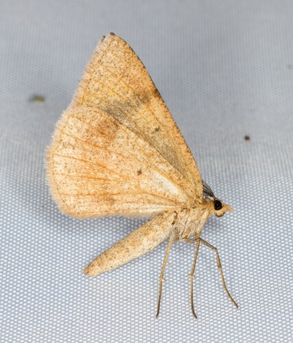 iNaturalist observation photo of Bordered Fawn Moth