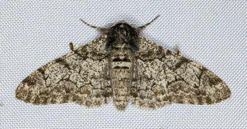 iNaturalist observation photo of Peppered Moth