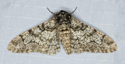 iNaturalist observation photo of Peppered Moth