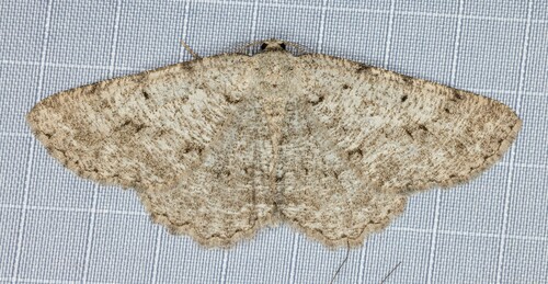 iNaturalist observation photo of Broad-winged Gray