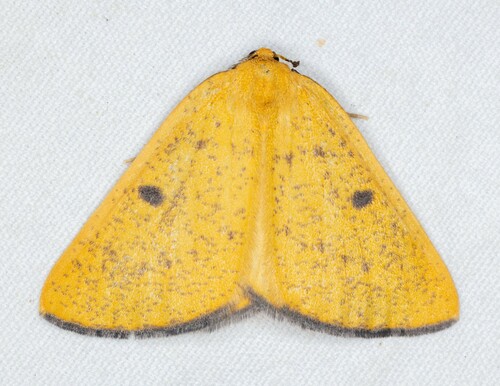 iNaturalist observation photo of Hesperumia fumosaria