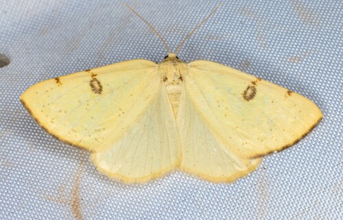 iNaturalist observation photo of Sulphur Moth