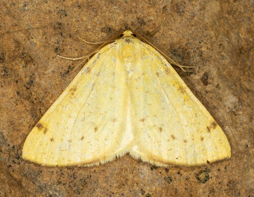 iNaturalist observation photo of Sulphur Moth