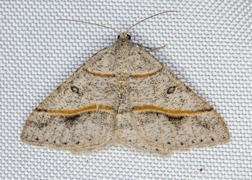iNaturalist observation photo of Dark-bordered Granite