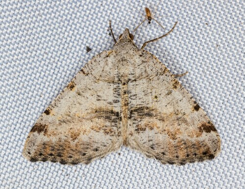 iNaturalist observation photo of Angle Moths and Allies