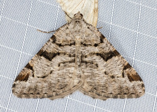 iNaturalist observation photo of Angle Moths and Allies
