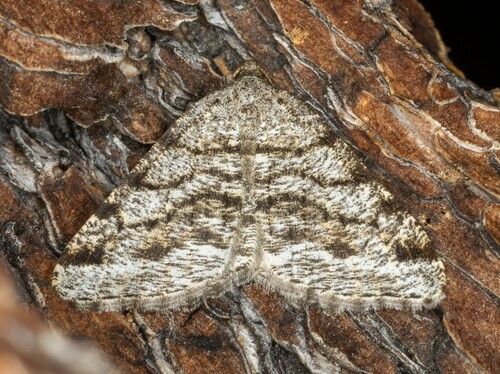 iNaturalist observation photo of Angle Moths and Allies
