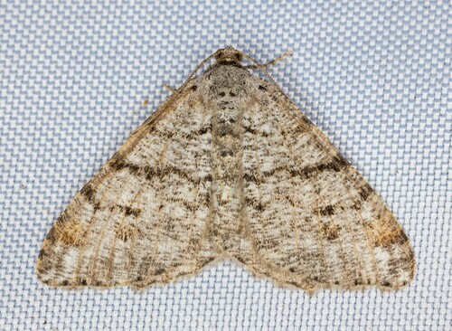 iNaturalist observation photo of Pale-marked Angle